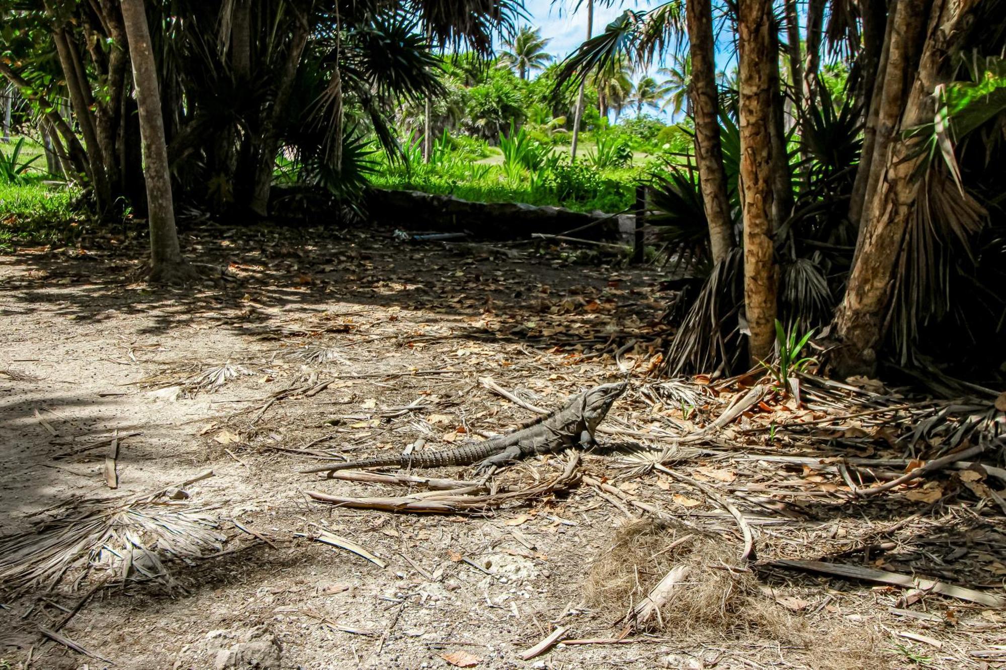 Villa Katalox At Aldea Zama Tulum Eksteriør billede